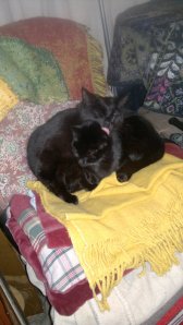 The cats were overwhelmed