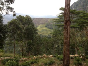 the view from the pool